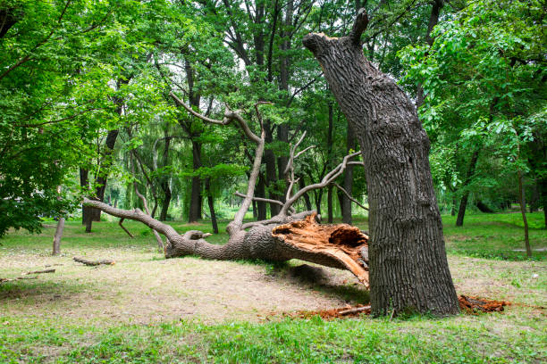  Rancho Viejo, TX Tree Removal Services Pros